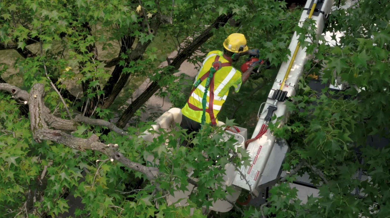 Arborist providing structural support for trees