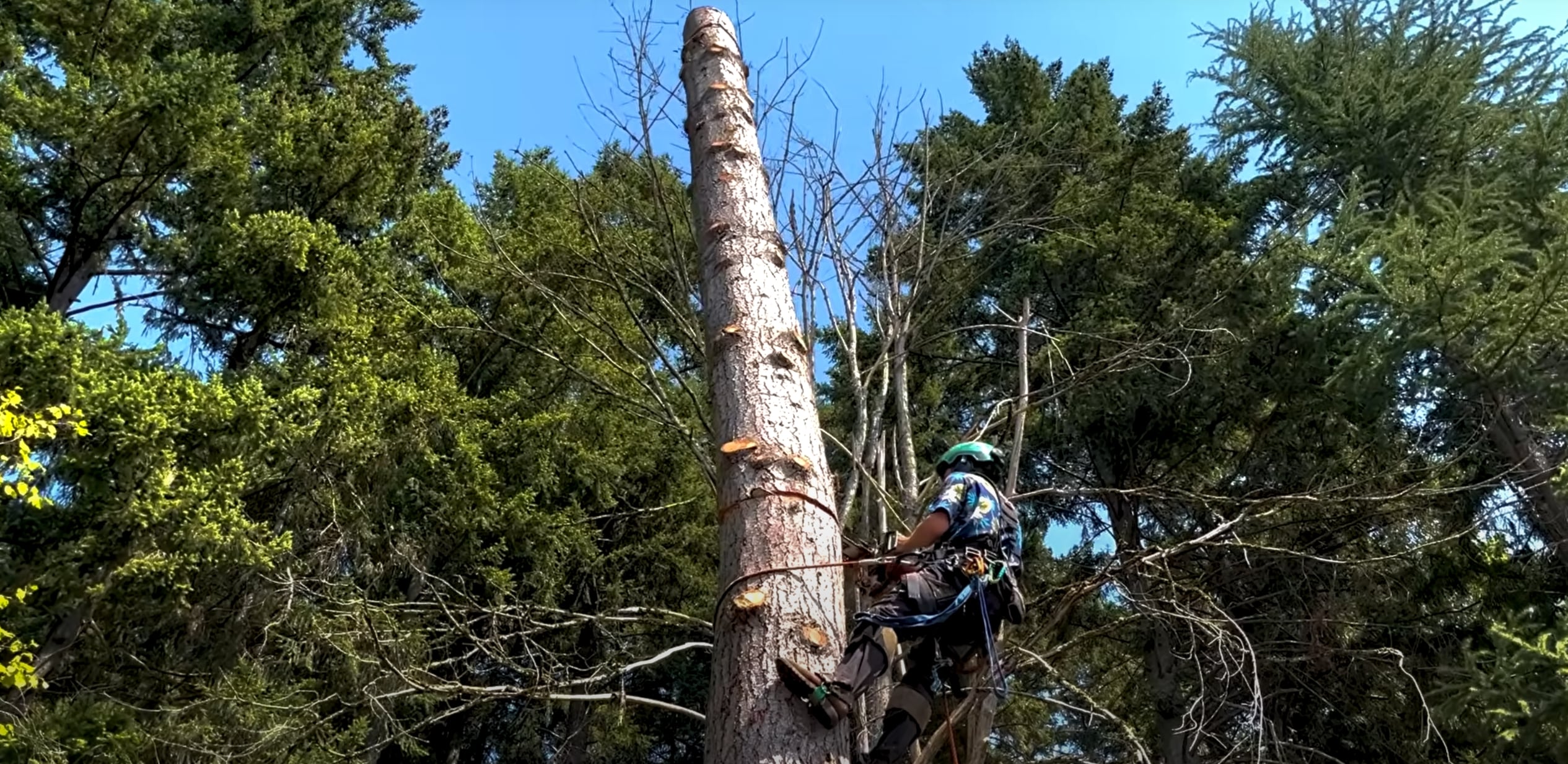 Arborist climbing and removing hazardous dead tree