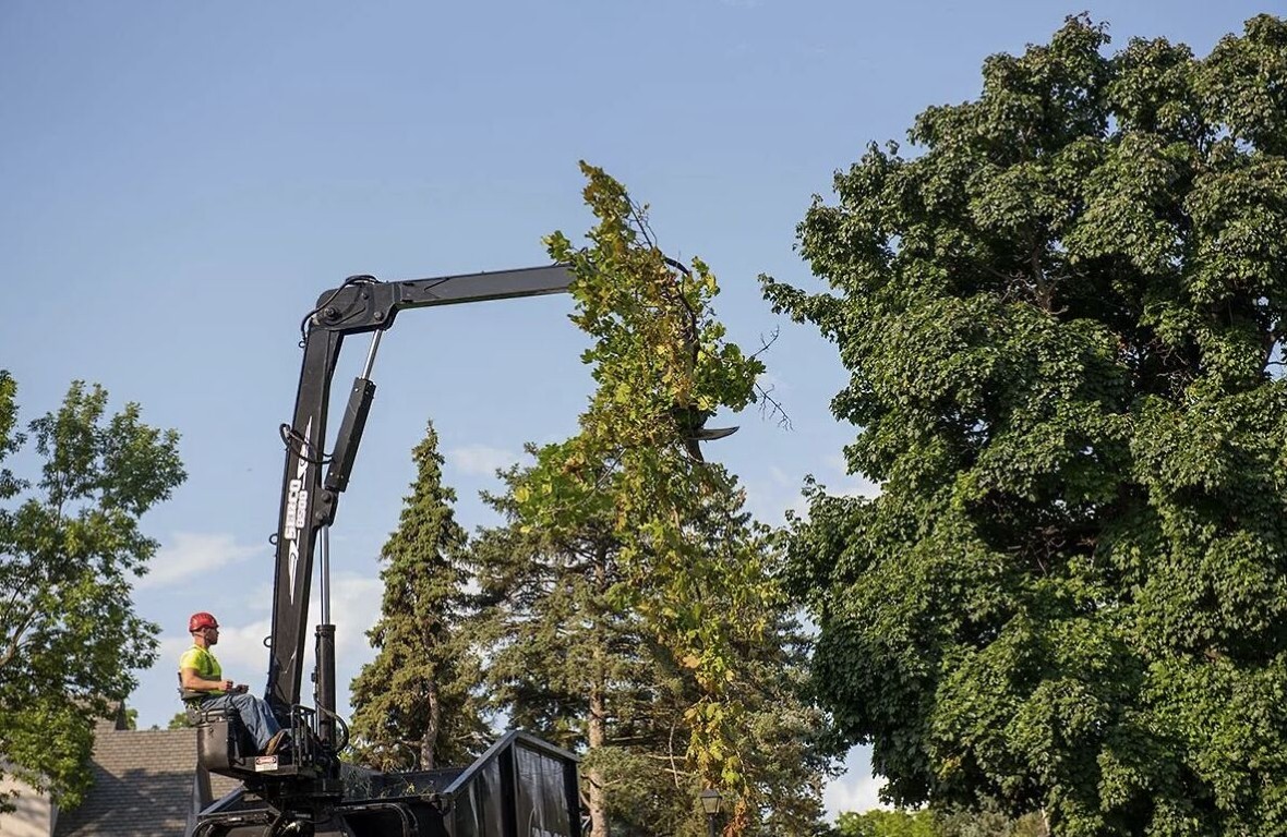 Crane-assisted tree removal operation in Watsonville